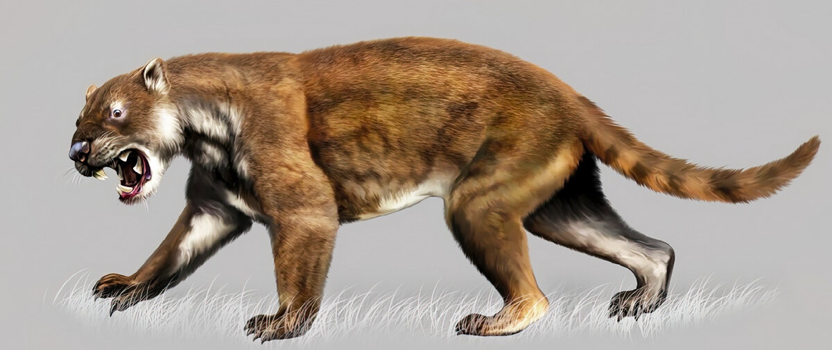 Сумчатый лев «Тилаколео». Австралийский псевдо - лев плейстоцена. Вымершее животное. Факты о животных