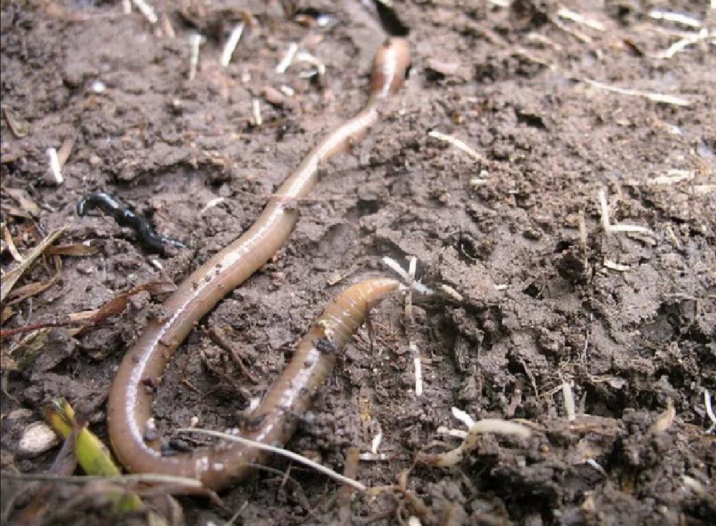 Листовой опад дождевой червь еж. Энхитреи личинки. Дождевые черви рыхлят землю.