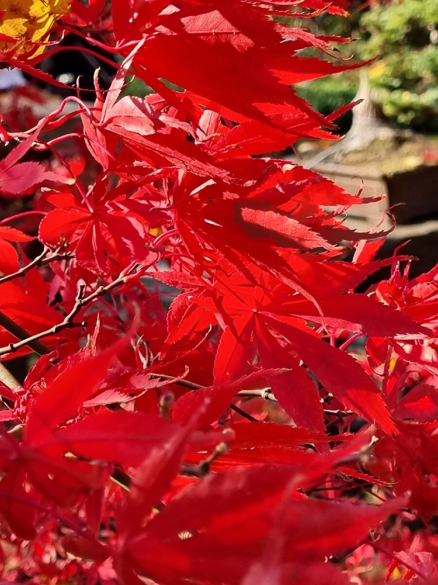 Фото из коллекции автора