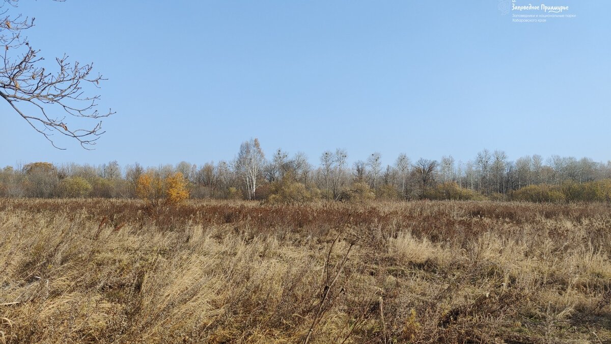     В Анюйском национальном парке на 14 подкормочных полях урочища Бихан созрел урожай овса.