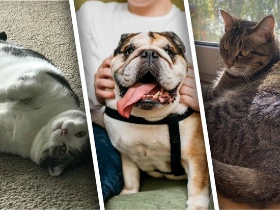     Фото: героини публикации, freepik.com, wikipedia.org / Коллаж МК