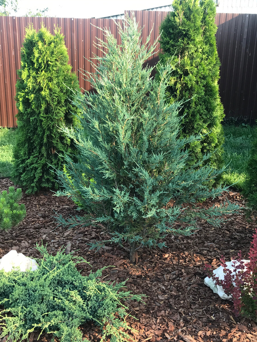 Лето 2020 г. Туи Смарагд тоже посажены вместе с ним, они сразу были выше него. 