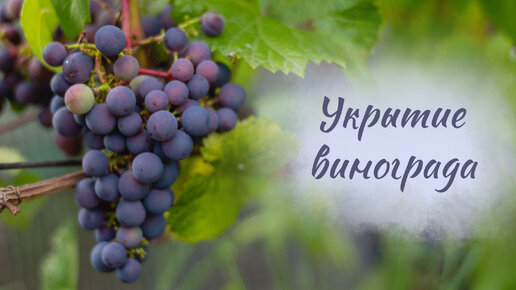 Укрытие винограда