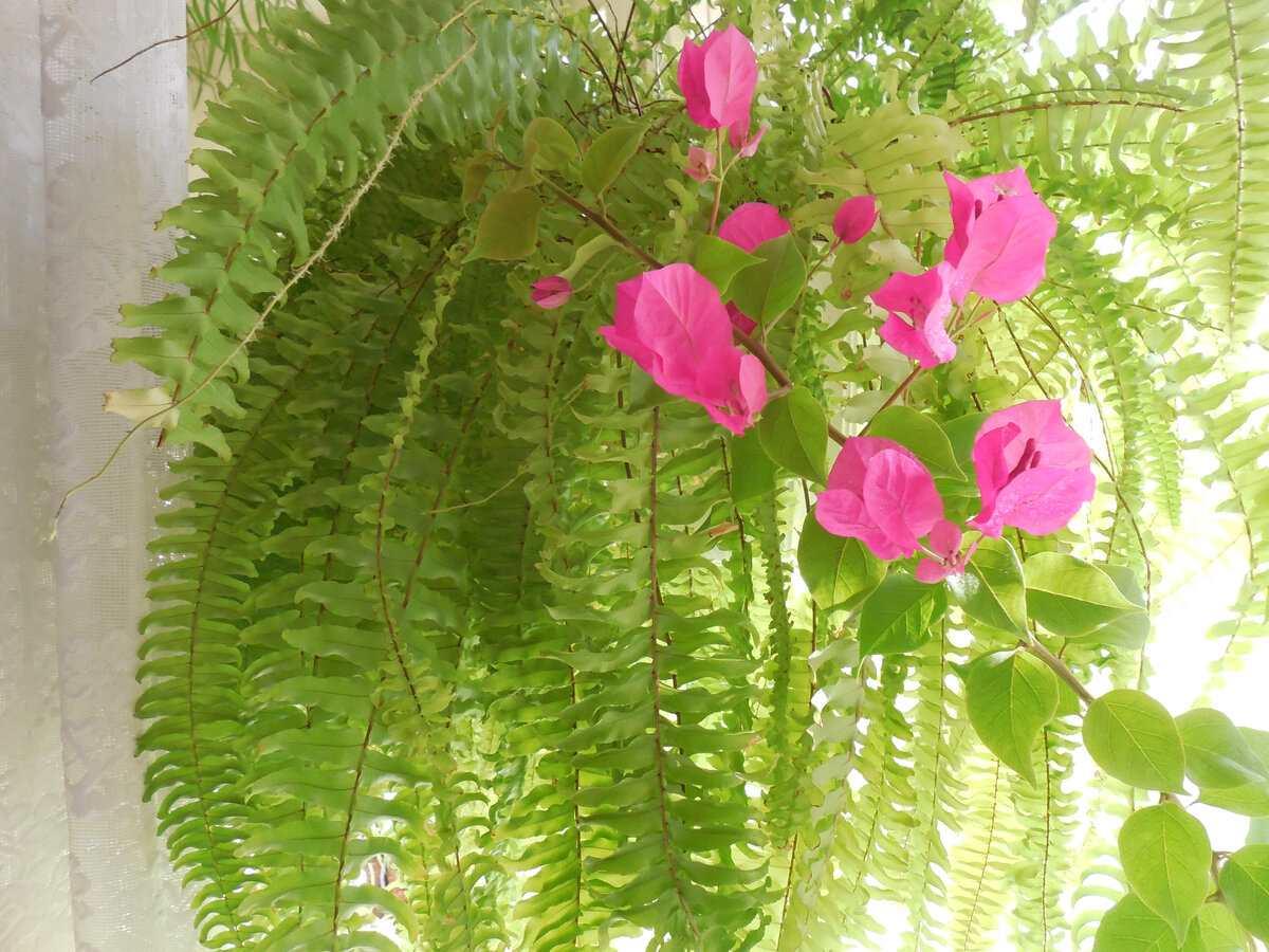 Мои буги-вуги