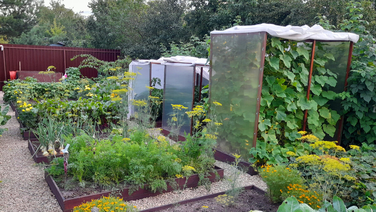 Кадр из видео с "джунглями" из огурцов. 3 августа 2022 года