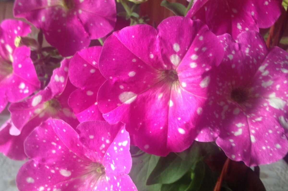 Моя петуния отлично чувствует себя.