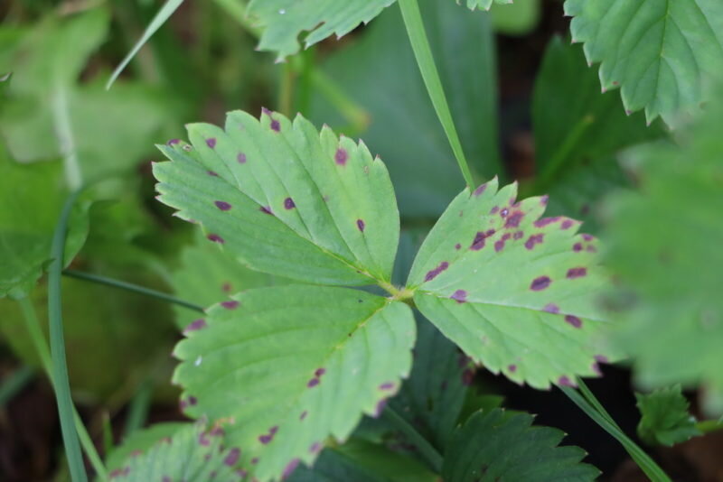 Листья клубники (Фото используется по стандартной лицензии ©azbukaogorodnika.ru)
