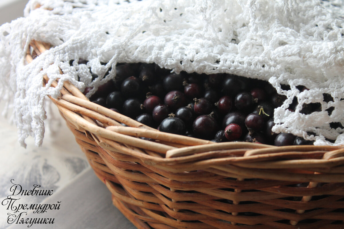 чёрная смородина. фото автора