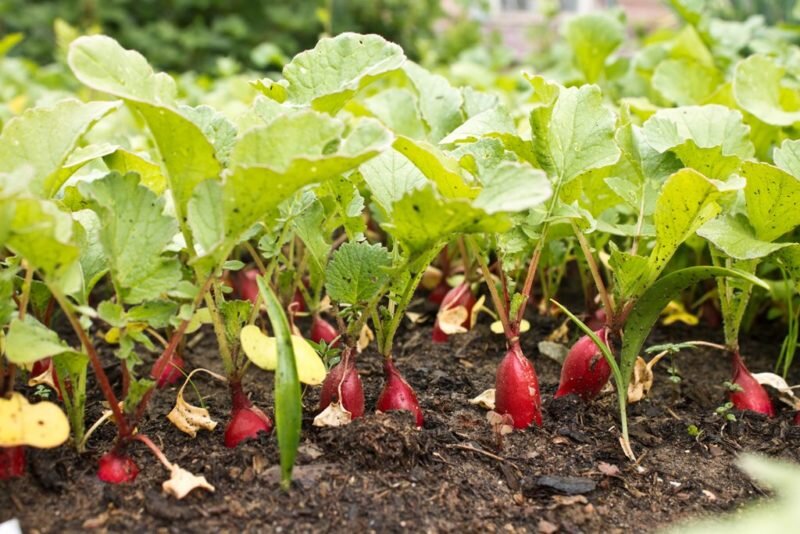 Редис. (Фото используется по стандартной лицензии ©ogorodnye-shpargalki.ru)