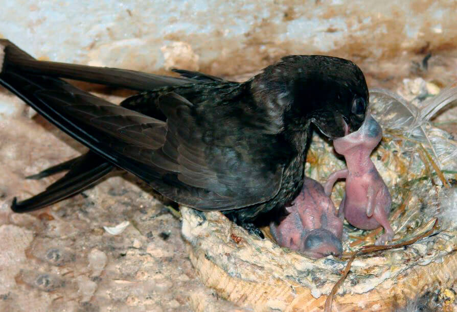 Давай: мошку за маму, мошку за папу