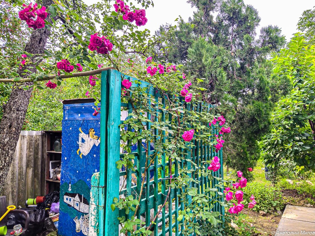 На фото: эта плетистая роза выращена из черенка.