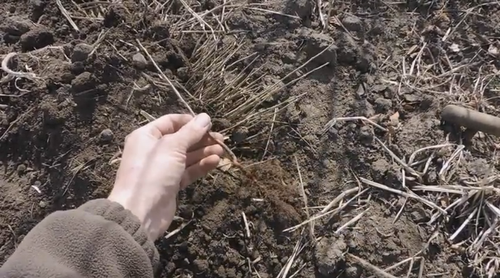 Вот так выглядят сеянцы уссурийской груши (однолетки). Лучше высаживать двухлетки, они гарантированно подойдут к окулировке уже в год посадки.