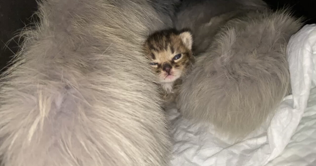 В тот день у Курской помойки остановилась машина. Из нее вышел мужчина с мусорным пакетом.-4