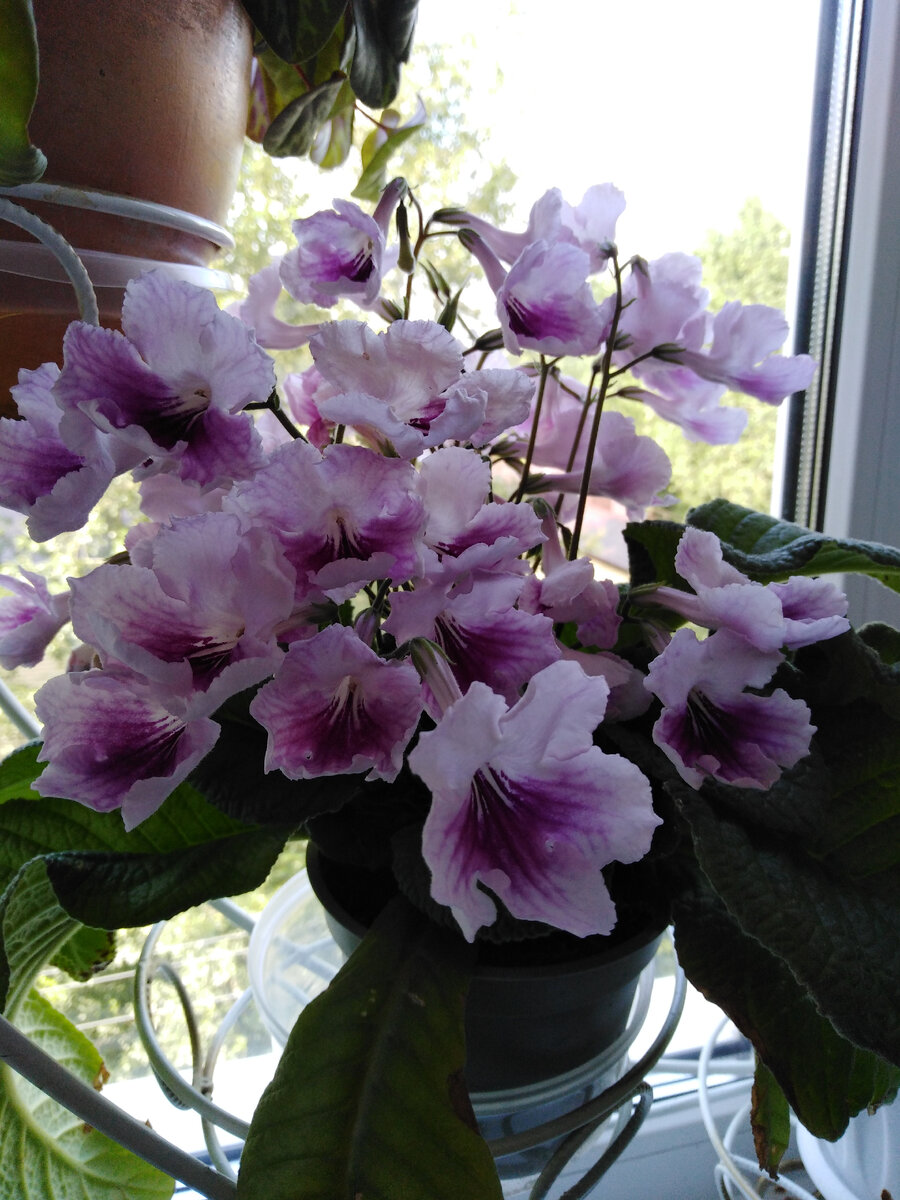 Фото автора. Промышленный сорт 