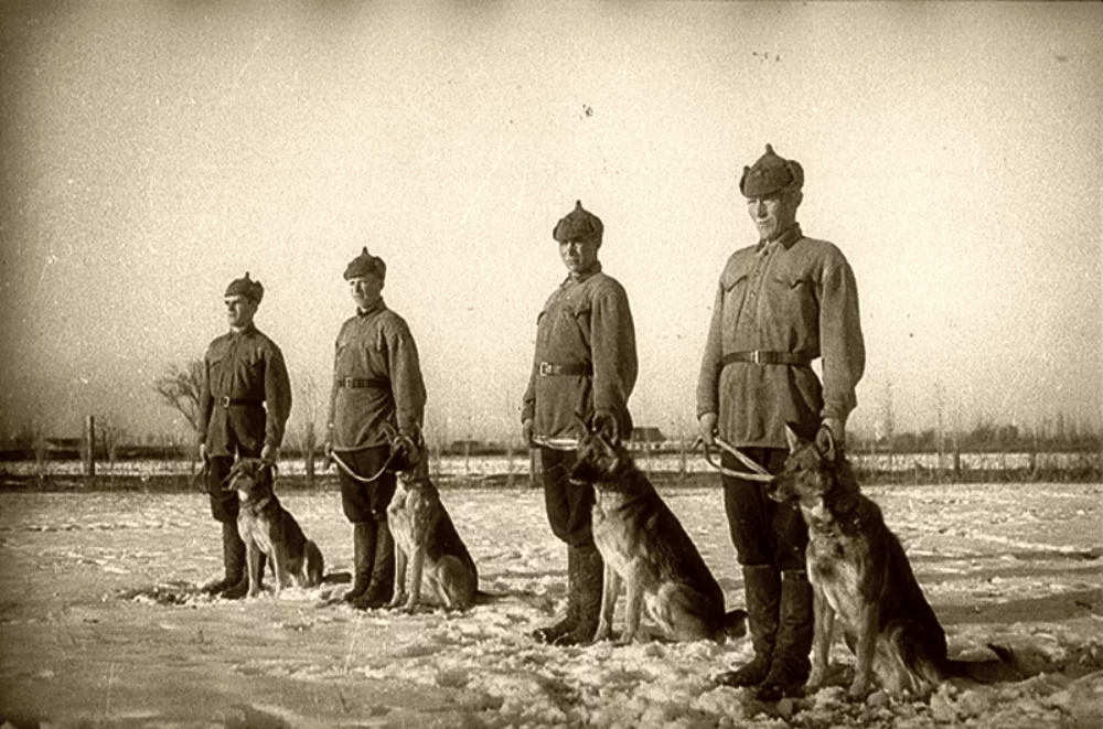 Карацупа Белогор. Школа военного собаководства РККА. Михаил Карацупа пограничник. Пограничник Карацупа блоггер.