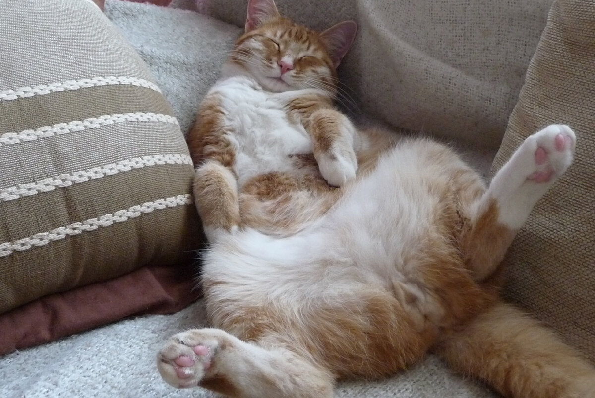 Между прочим, вы сами тоже иногда вот так сидите или лежите в жару!