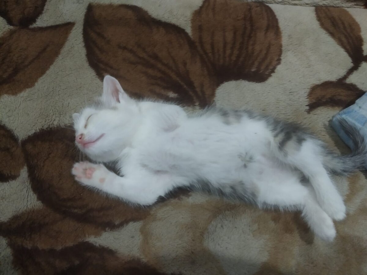 Семен очень любит спать