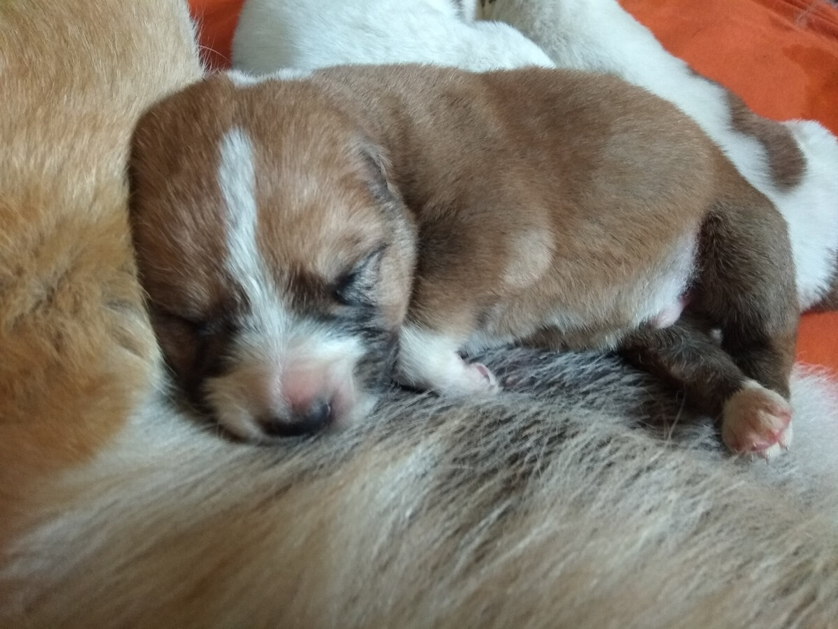 Маленький Гульзар