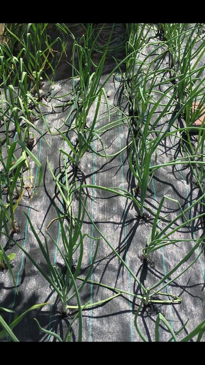 Очень удобное и безопасное покрытие, можно использовать многократно.