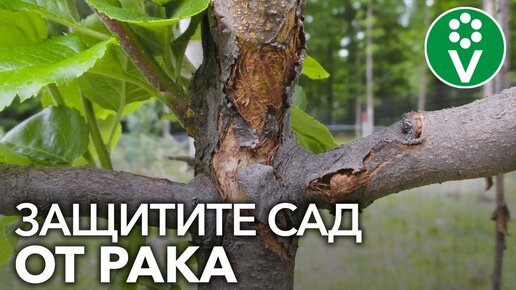 Download Video: САМАЯ СТРАШНАЯ БОЛЕЗНЬ ПЛОДОВЫХ - РАК. Как определить и как лечить?