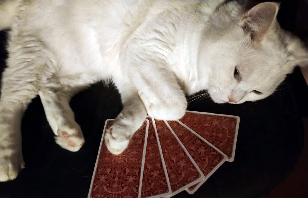 Кот-таролог и карты Ленорман. Фото автора