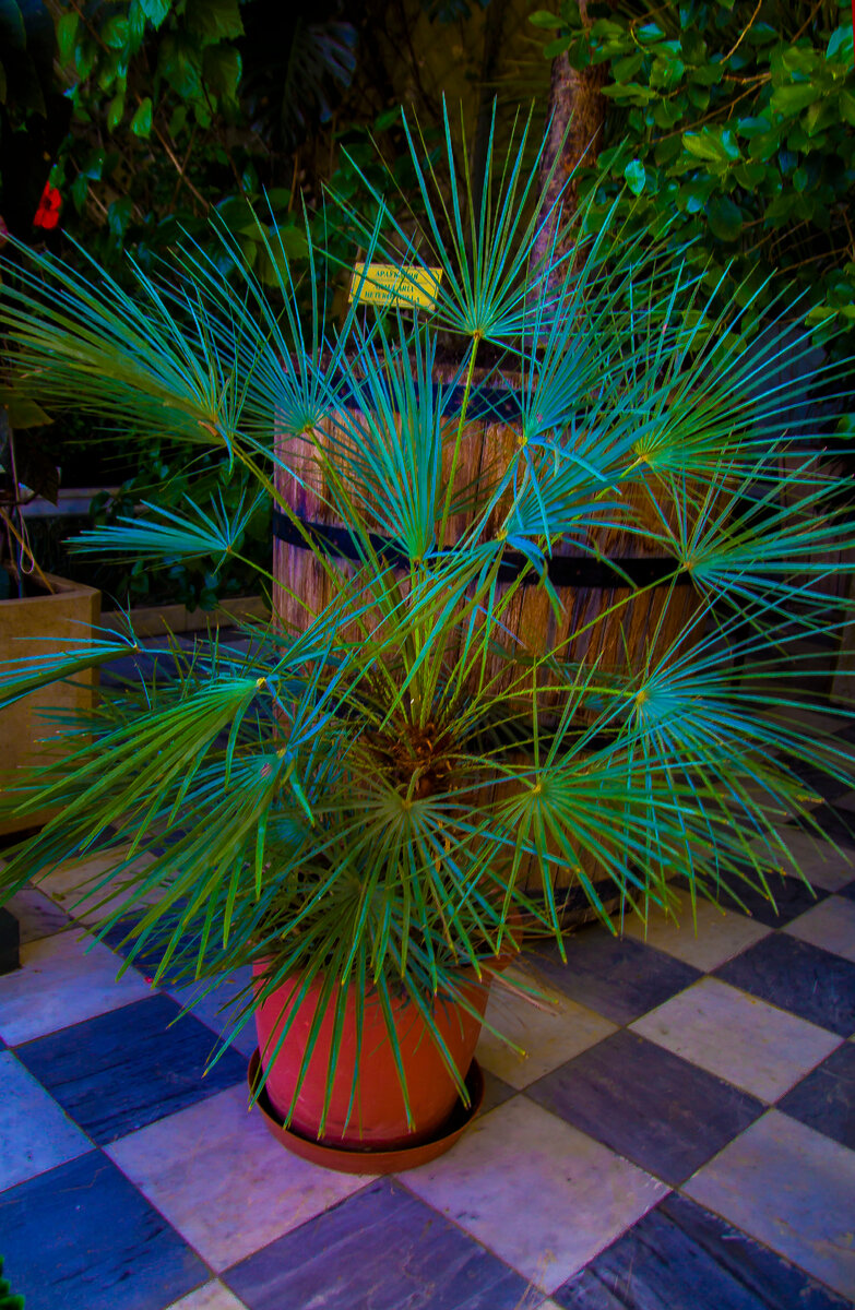 вашингтония