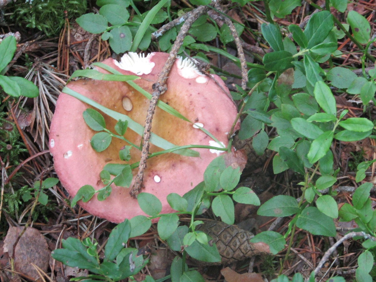 Ломоносовский район 2021. Попадаются сыроежки.  