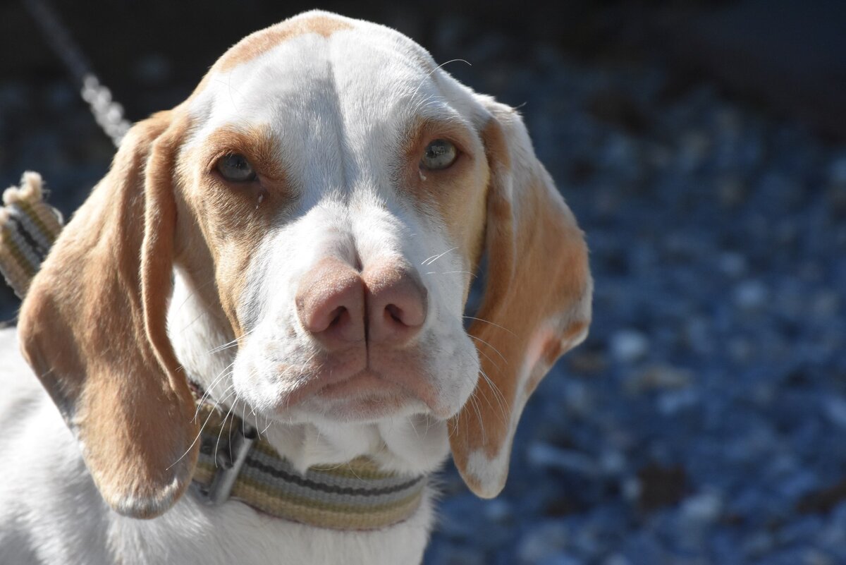 Каталбурун (Фото: https://petsandanimals.net/catalburun-turkish-pointer-one-of-the-rarest-dog-breeds/)