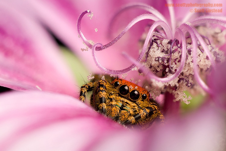 Юный прыгающий паук (phidippus apacheanus) поселился внутри цветка