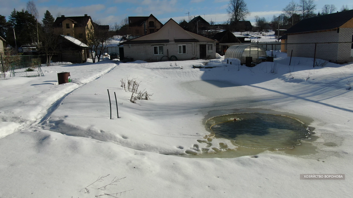 Вес водяной крысы достигает 245 гр.