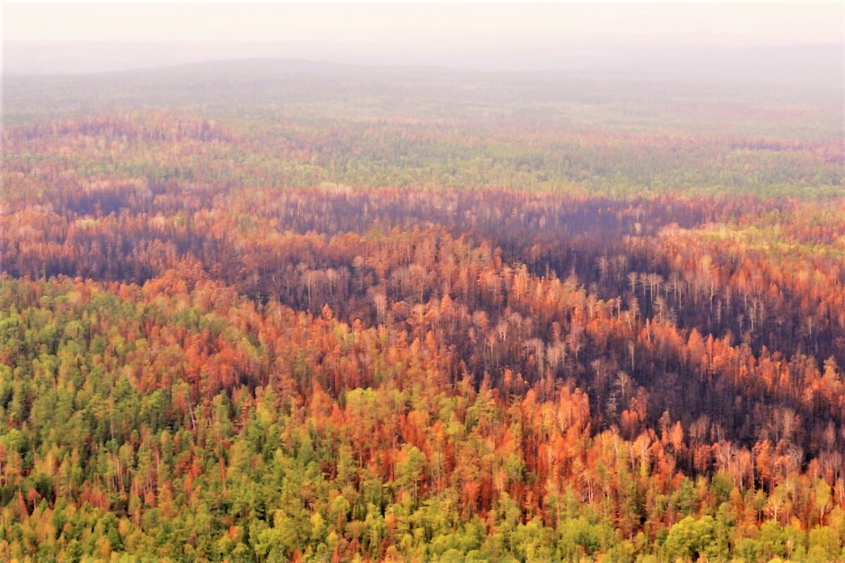 Леса Сибири Красноярск