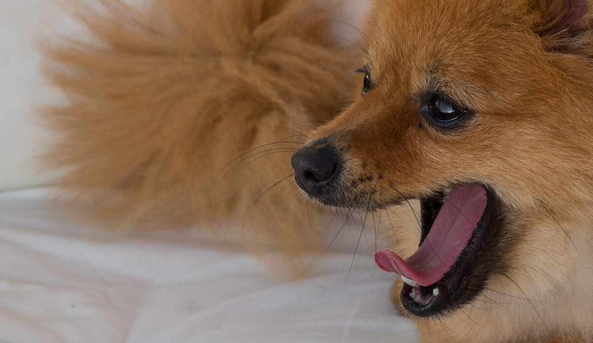 Зевающий шпиц (Фото: https://www.flickr.com/photos/cwhatphotos/28407952896/)