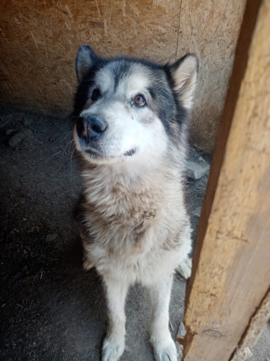 красивый пес