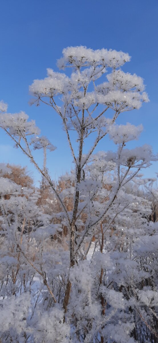 История зимняя,поэтому вот, есть зимнее фото,авторское.