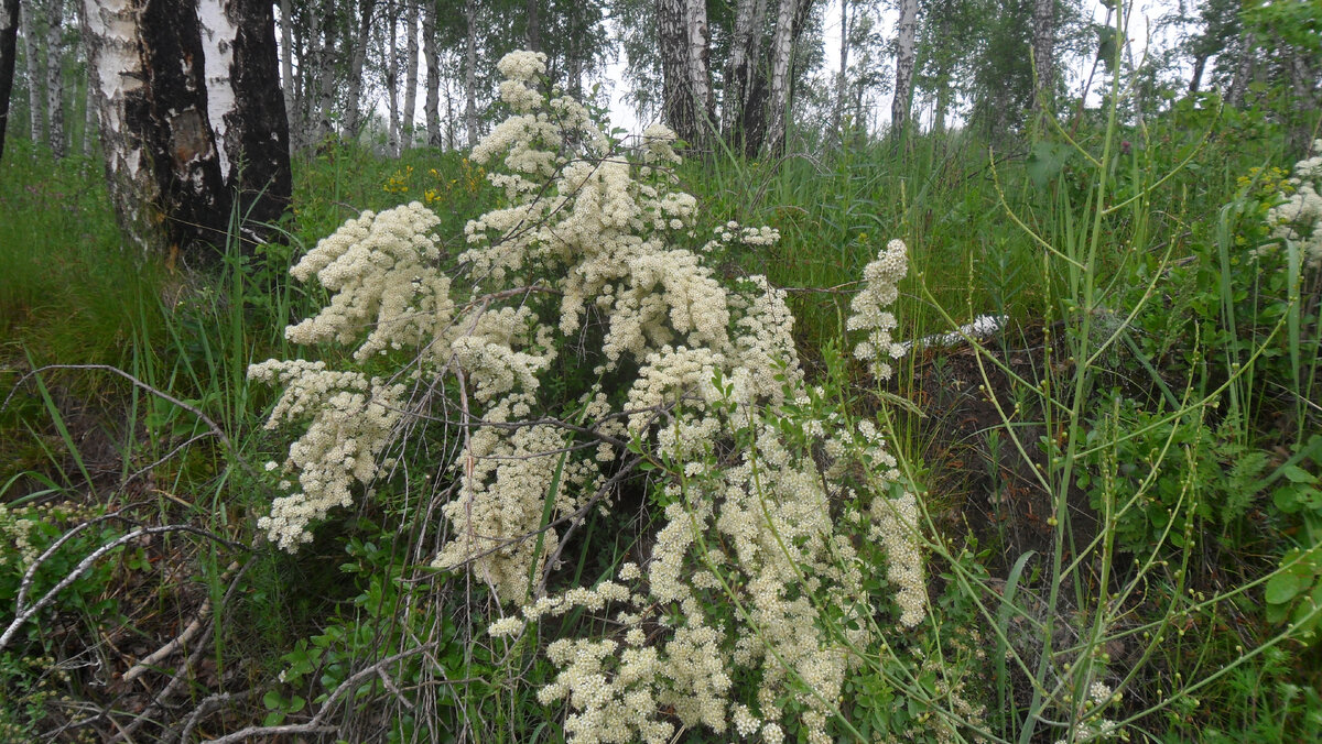 Начало лета. Фото автора