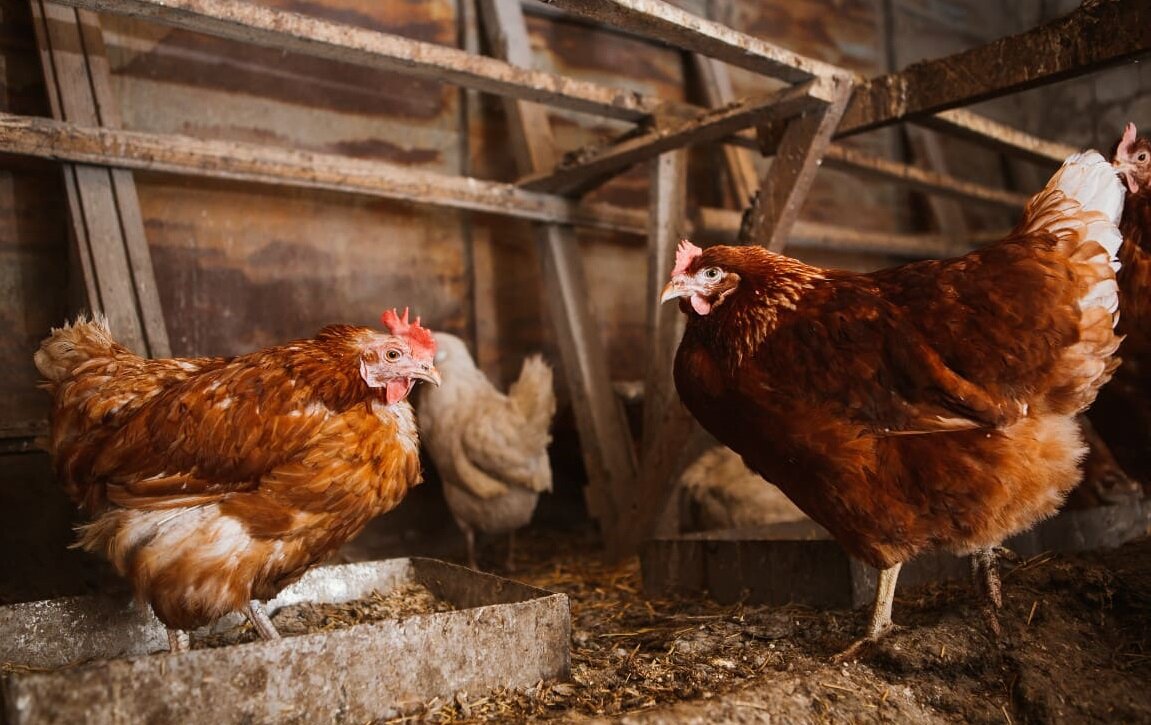 Располагать бункер-кормушку там, где кура ночует НЕ ЖЕЛАТЕЛЬНО. Сухой корм гигроскопичен и легко впитает влагу от помёта и перестанет подсыпаться