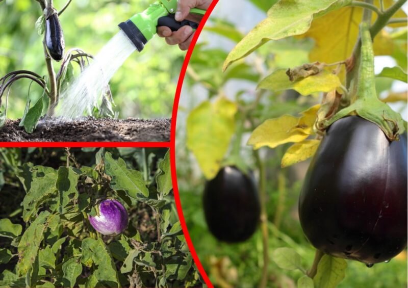 Желтеют листья у баклажанов