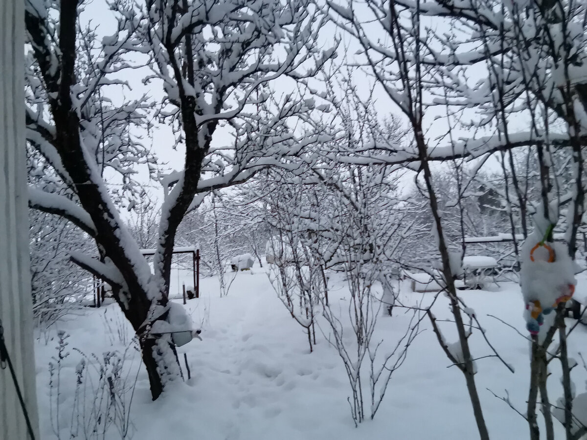 Заснеженном утро. 