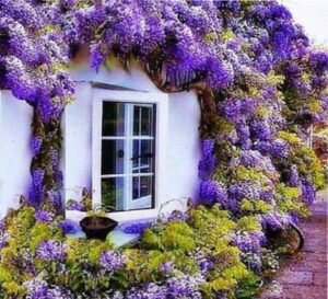 глициния в дизайне сада