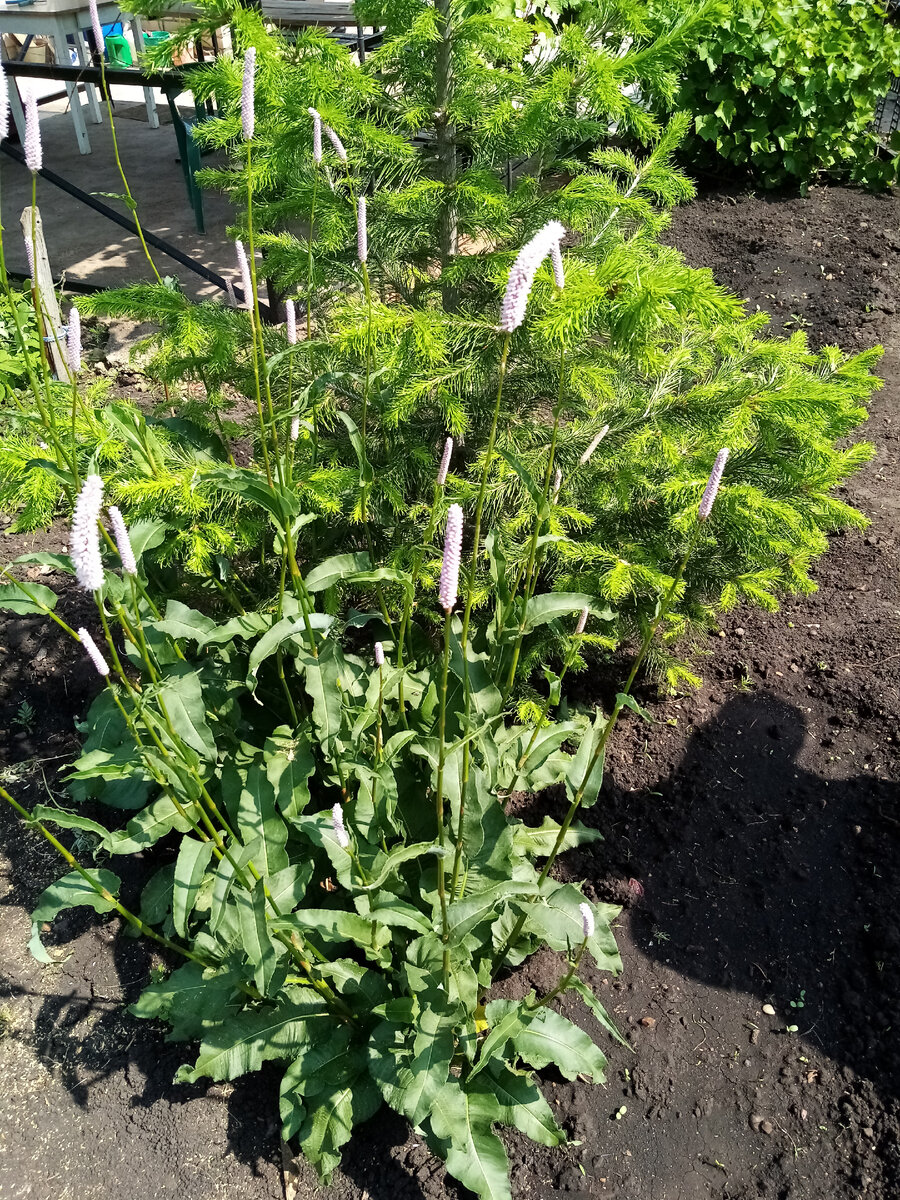 Горец у свекрови в саду 