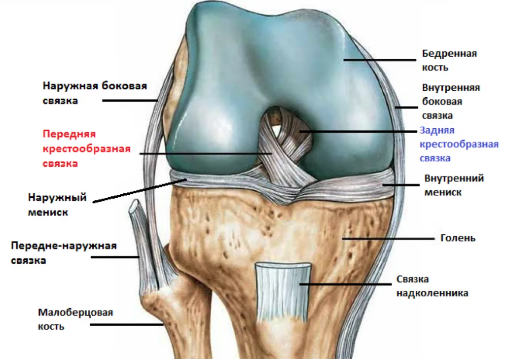 Синовит повреждения передней крестообразной связки. Крестообразные связки колена анатомия. Задняя крестообразная связка коленного сустава анатомия. Внутренняя боковая связка коленного сустава анатомия. Внесуставные связки коленного сустава анатомия.