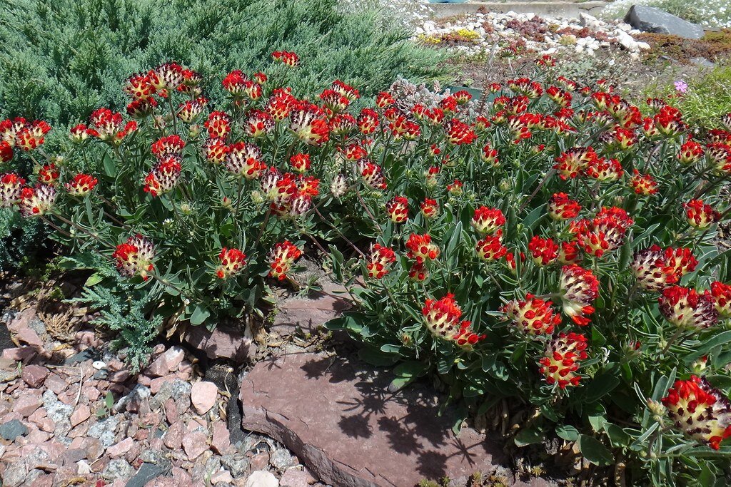 Какими красивыми почвопокровниками заменить сорняки | САД | Дзен