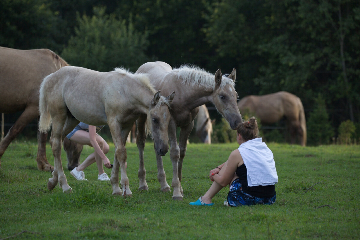 Alpha horse life. Лошадь образ жизни. Парк Горького лошади. Жизнь лошадей. Кони парк большие ключи.