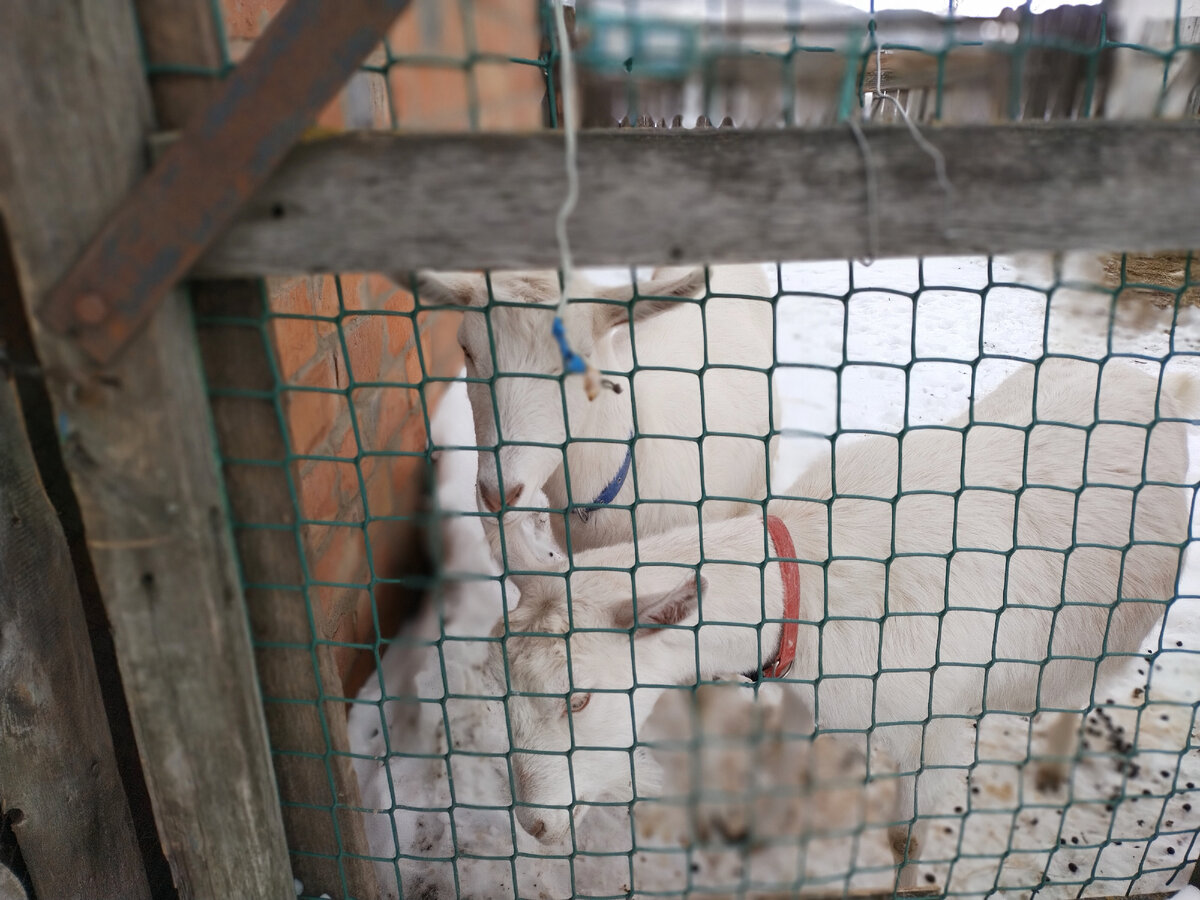 Опять режим портрета...