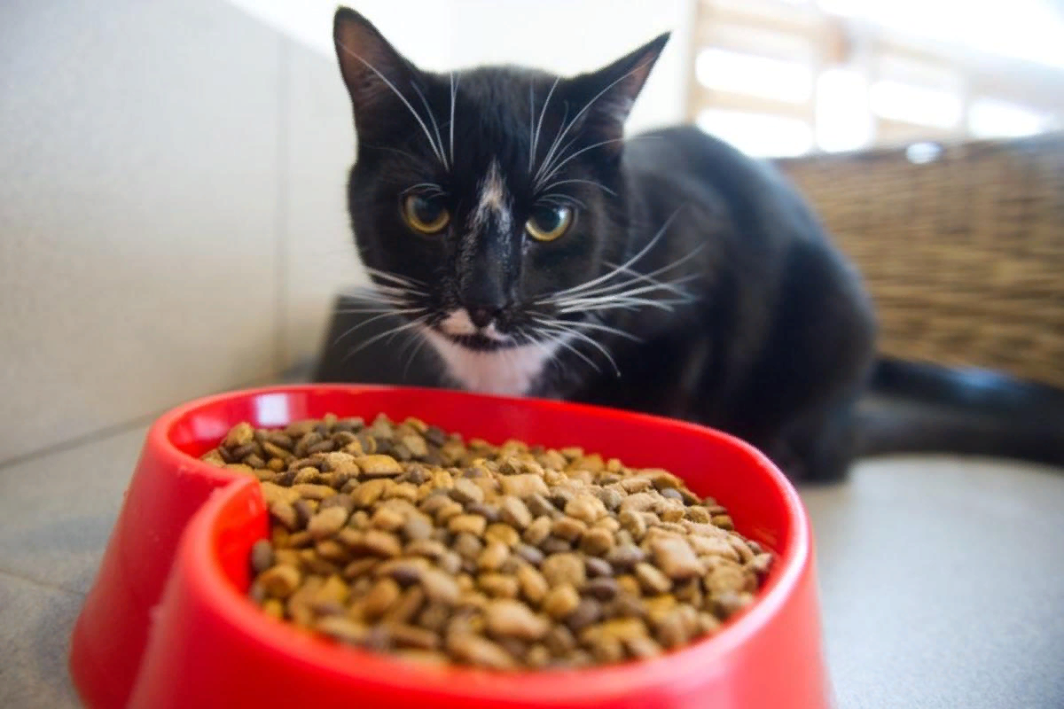 Кот блюет от сухого корма. Корм для кота. котику на корм. кошка кушает.