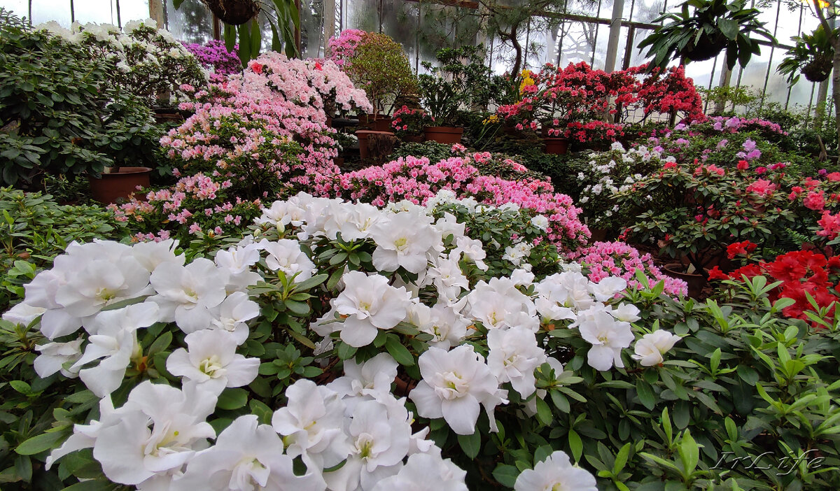 Ботанический сад Петра Великого. Азалии цветут