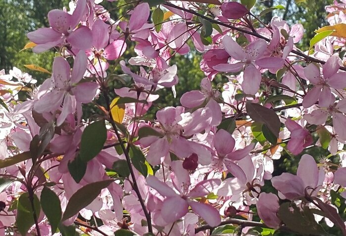 Цветение райских яблочек. Фотография автора из личного архива автора