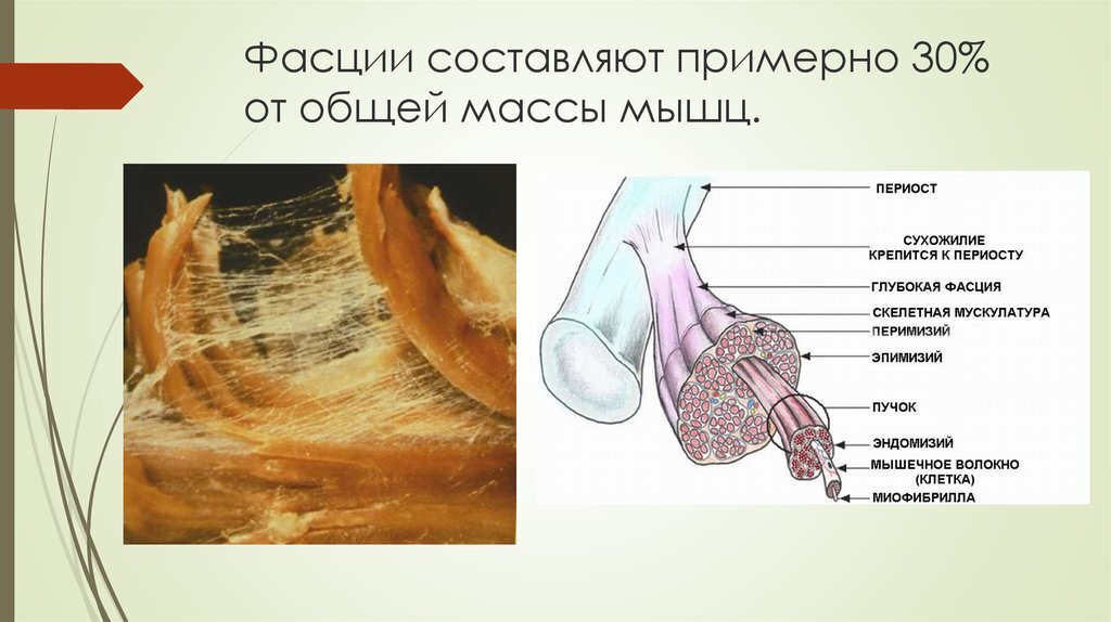 Фасции что это фото