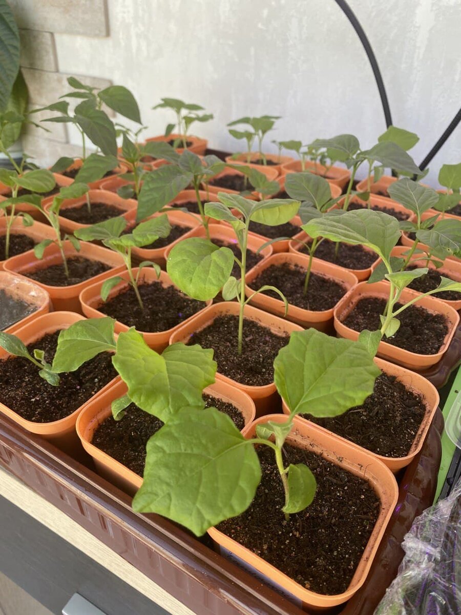 По-моему, им понравилось!