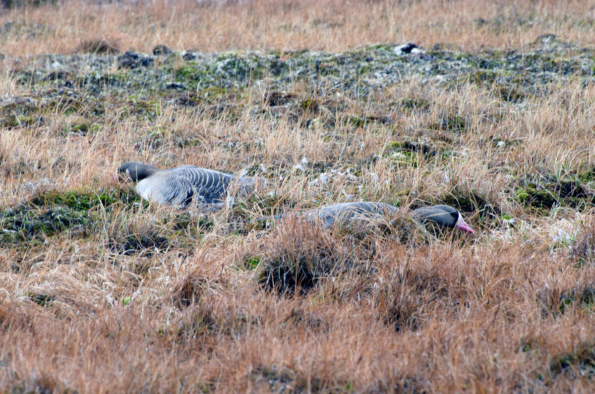 Притаились...